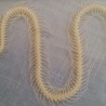 Serpiente esqueletizada. Placa transparente. Especial para asignatura de ciencias naturales en colegios. Esqueleto.