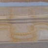 Serpiente esqueletizada. Placa transparente. Especial para asignatura de ciencias naturales en colegios. Esqueleto.