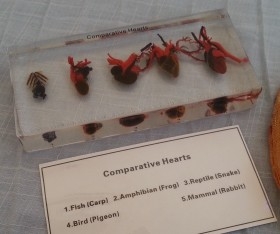 Corazones de animales en placa transparente. Especial para asignatura de ciencias naturales en colegios.