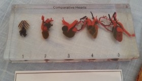 Corazones de animales en placa transparente. Especial para asignatura de ciencias naturales en colegios.