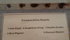 Corazones de animales en placa transparente. Especial para asignatura de ciencias naturales en colegios.