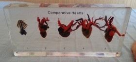 Corazones de animales en placa transparente. Especial para asignatura de ciencias naturales en colegios.