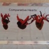 Corazones de animales en placa transparente. Especial para asignatura de ciencias naturales en colegios.