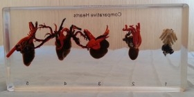 Corazones de animales en placa transparente. Especial para asignatura de ciencias naturales en colegios.