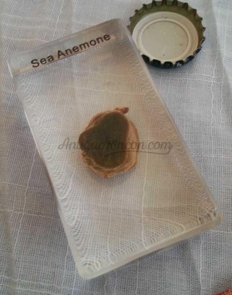 Anémona Marina en placa transparente. Especial para asignatura de ciencias naturales en colegios.