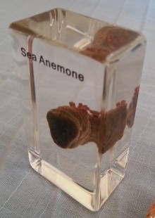 Anémona Marina en placa transparente. Especial para asignatura de ciencias naturales en colegios.