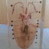 Calamar diseccionado en placa de metacrilato. Especial para asignatura de ciencias naturales en colegios.