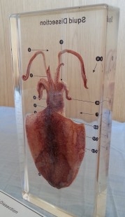 Calamar diseccionado en placa de metacrilato. Especial para asignatura de ciencias naturales en colegios.