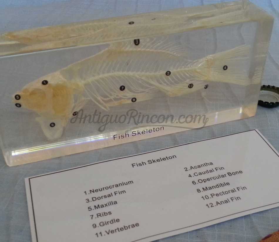 Pez esqueletizado en placa de metacrilato. Especial para asignatura de ciencias naturales en colegios. Esqueleto. Pez esqueletizado en placa de metacrilato. Especial para asignatura de ciencias naturales en colegios. Esqueleto.