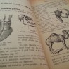 Libro de escuela. Histoire Naturelle. Principios de 1900. En francés.