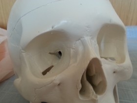Cráneo humano. Replica. Modelo Didáctico.