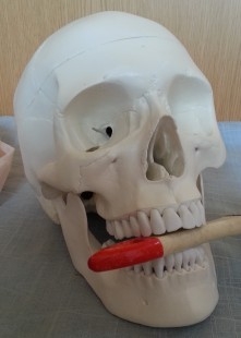 Cráneo humano. Replica. Modelo Didáctico.