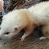 Hurón. Pareja de hurones albinos naturalizados en montaje de cuerpo entero.