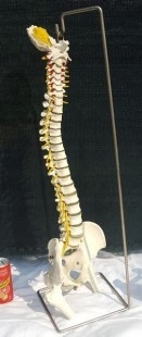 Modelo anatómico de columna vertebral humana. Réplica.