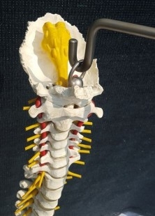Modelo anatómico de columna vertebral humana. Réplica.