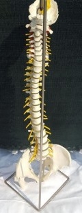 Modelo anatómico de columna vertebral humana. Réplica.