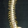 Modelo anatómico de columna vertebral humana. Réplica.