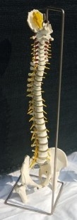 Modelo anatómico de columna vertebral humana. Réplica.