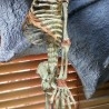 Esqueleto Infantil de Siameses. Réplica.