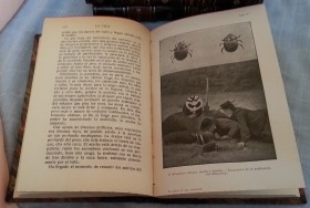 Libros antiguos. LA VIDA DE LOS INSECTOS. Año 1937.