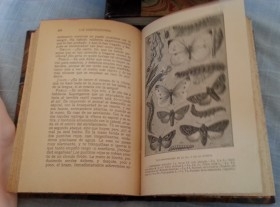 Libros antiguos. LA VIDA DE LOS INSECTOS. Año 1937.