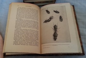 Libros antiguos. LA VIDA DE LOS INSECTOS. Año 1937.