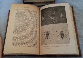 Libros antiguos. LA VIDA DE LOS INSECTOS. Año 1937.