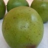 Manzana Golden Verde. Imitación. 6 Unidades.