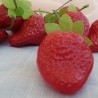 Fresas. Imitación alimentación. 12 Unidades.