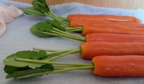 Zanahorias. Imitación alimentos. 6 Unidades.