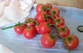 Tomates. Imitación de tomates en ramilletes. Pareja de razimos.