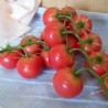 Tomates. Imitación de tomates en ramilletes. Pareja de razimos.