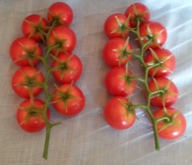 Tomates. Imitación de tomates en ramilletes. Pareja de razimos.