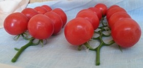 Tomates. Imitación de tomates en ramilletes. Pareja de razimos.