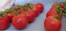 Tomates. Imitación de tomates en ramilletes. Pareja de razimos.