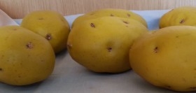 Patatas. Imitación alimentos. 6 Unidades.