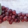 Racimo de Uvas de Burdeos. Imitación Alimentación. 2 Unidades.