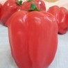 Pimientos rojos de California. Imitación. 6 Unidades