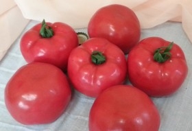 Tomate rojo natural. Imitación alimentos. 6 Unidades.