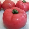 Tomate rojo natural. Imitación alimentos. 6 Unidades.