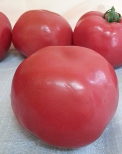 Tomate rojo natural. Imitación alimentos. 6 Unidades.