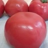 Tomate rojo natural. Imitación alimentos. 6 Unidades.