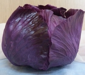 Repollo morado grande. Imitación alimentos.