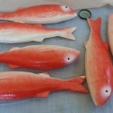 Salmonetes de roca. Imitación alimentos. 6 Unidades.