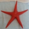 Estrella de Mar roja. Imitación alimentos. Dos Unidades.