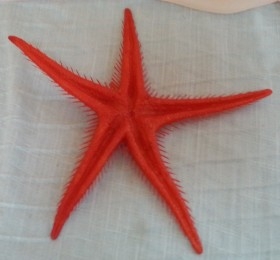 Estrella de Mar roja. Imitación alimentos. Dos Unidades.