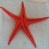 Estrella de Mar roja. Imitación alimentos. Dos Unidades.