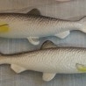 Percas. Imitación alimentos. Dos unidades.