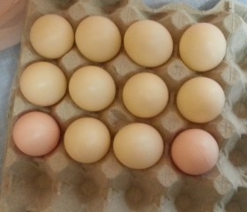 Huevos. Imitación alimentos. 12 unidades.