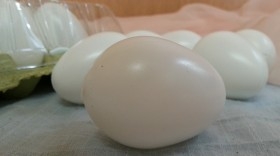 Huevos de gallina. Color Blanco. Imitación alimentos. 12 unidades.